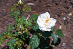 Fred Hollows Vision rose photo