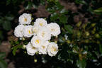 Pillow Fight ™ rose photo