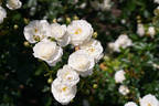 Fabulous! ™ rose photo