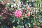 Bella Rosa ® rose photo