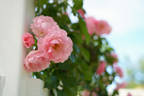 Rosario ® rose photo
