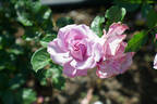 Perfume Perfection rose photo