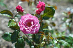Love Potion ™ rose photo