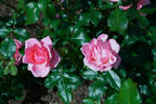City of Adelaide rose photo