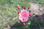 Dearest rose photo
