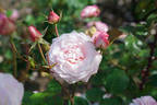 Madam President rose photo