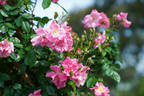 Pinkie rose photo