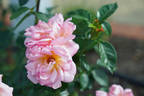 Shot Silk rose photo