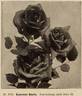 Laurent Carle rose photo