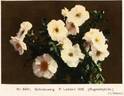 Schneezwerg rose photo