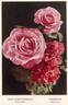 Eisenach rose photo