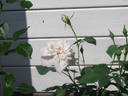 Madame Cornélissen rose photo