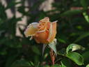 Nancy Jean ™ rose photo