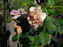 Laika rose photo
