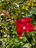 Summer Evening rose photo