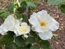 Margaret Merril rose photo