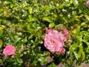 Fairy, Cl. rose photo