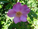 <i>R. acicularis</i> rose photo