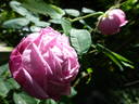 La Noblesse (Centifolia, Pastoret/Soupert rose photo