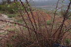 R. praelucens rose photo