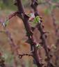 R. praelucens rose photo