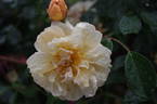 Aviateur Blériot rose photo