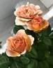 Cafe Latte rose photo