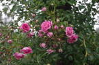 Lady Gay rose photo