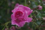 Lady Gay rose photo