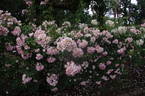 Newport Fairy rose photo