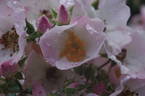 Newport Fairy rose photo