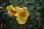 Amanogawa rose photo