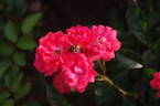 Cameo rose photo