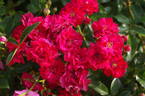 Red Fairy rose photo