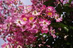 <i>R. multiflora adenochaeta</i> rose photo
