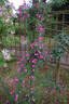Azumino rose photo