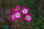 Azumino rose photo