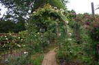 Dentelle de Malines ® rose photo