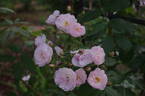 Dentelle de Malines ® rose photo