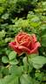 Cha-Cha rose photo