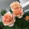 Cafe Latte rose photo