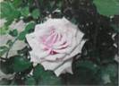 RNF Purple 01 rose photo