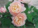 RLPR01 rose photo