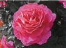 10.9865.8 rose photo