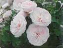 FKS-344 rose photo