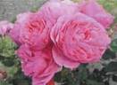 FKS-351 rose photo