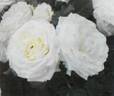 FKS-352 rose photo