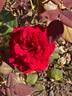 Camp David rose photo