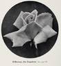 Killarney rose photo