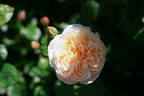 Madame Paule Massad rose photo